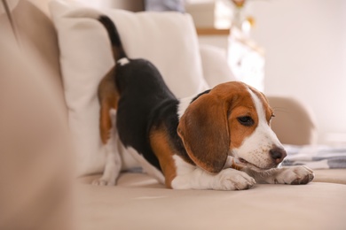 Cute Beagle puppy on sofa indoors. Adorable pet