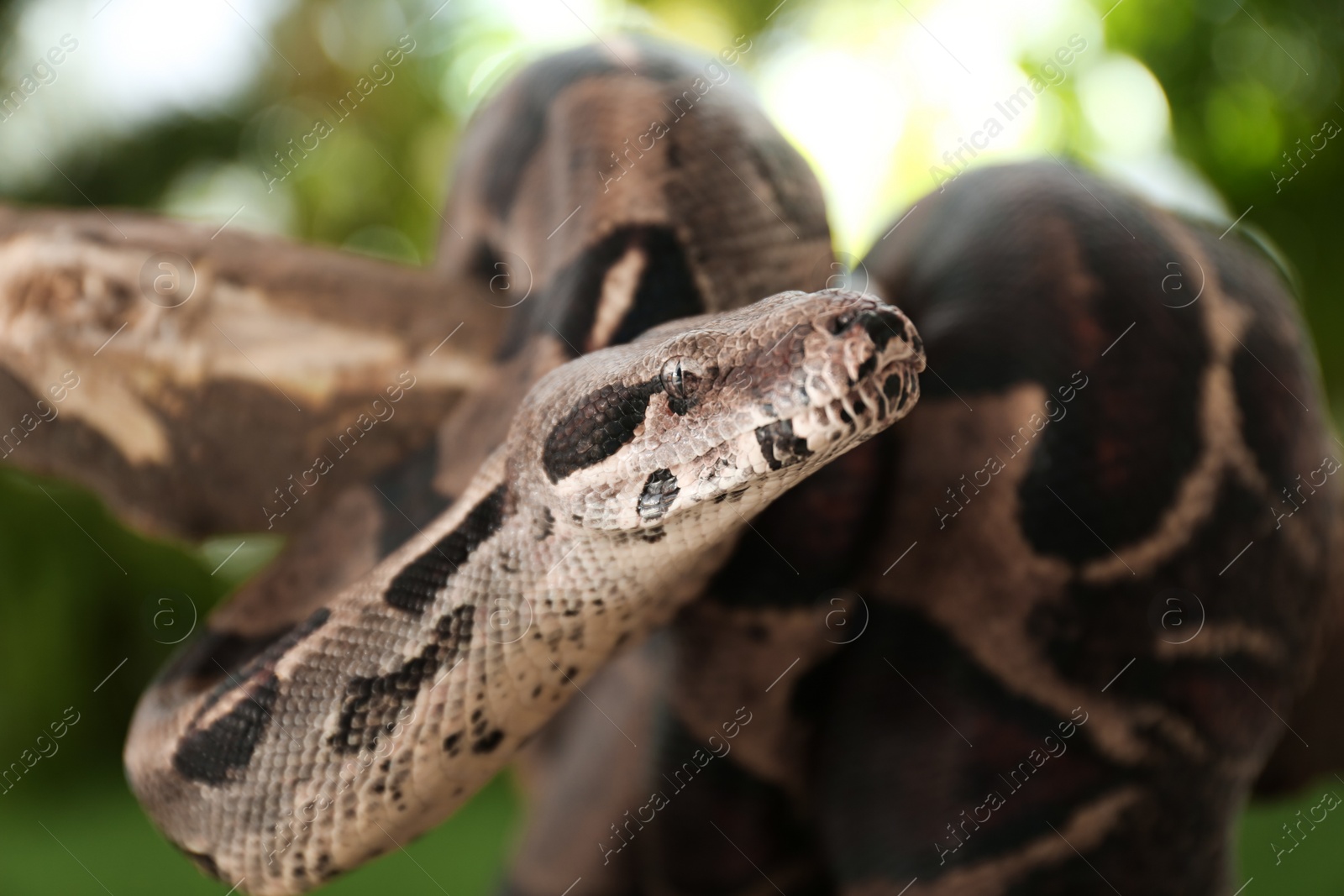 Photo of Brown boa constrictor on tree branch outdoors