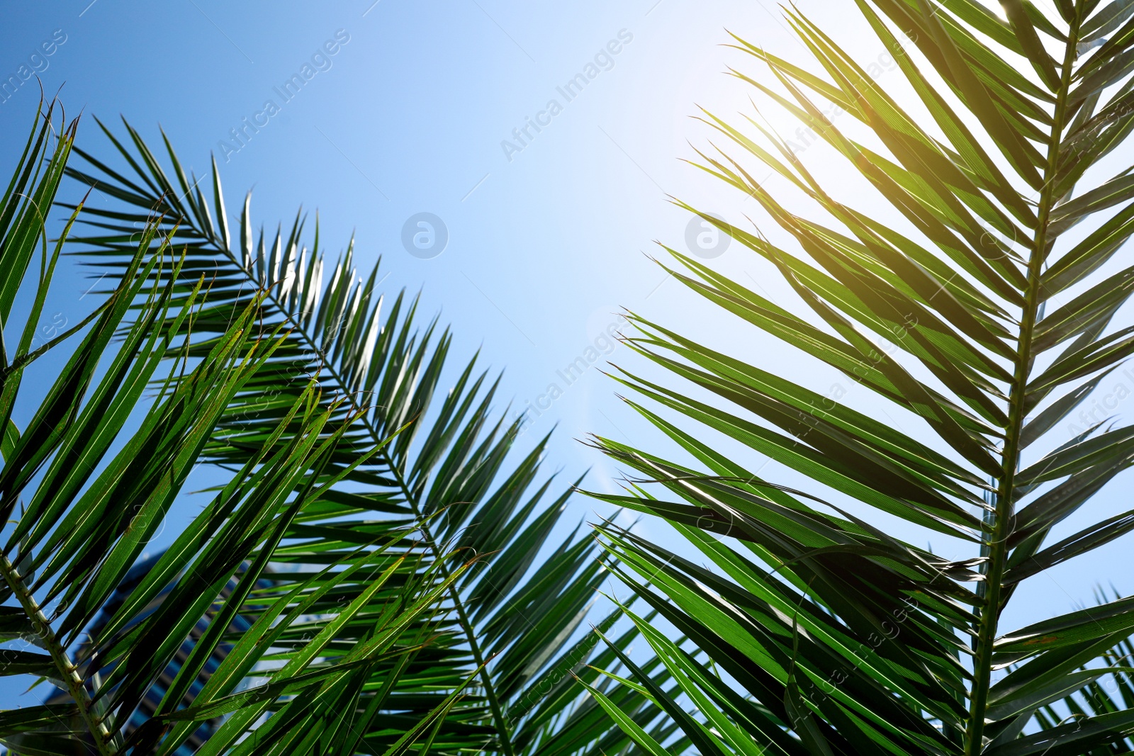 Photo of Beautiful green tropical leaves against blue sky, closeup