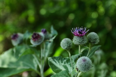 Photo of Beautiful view of burdock flowers with insects outdoors, closeup