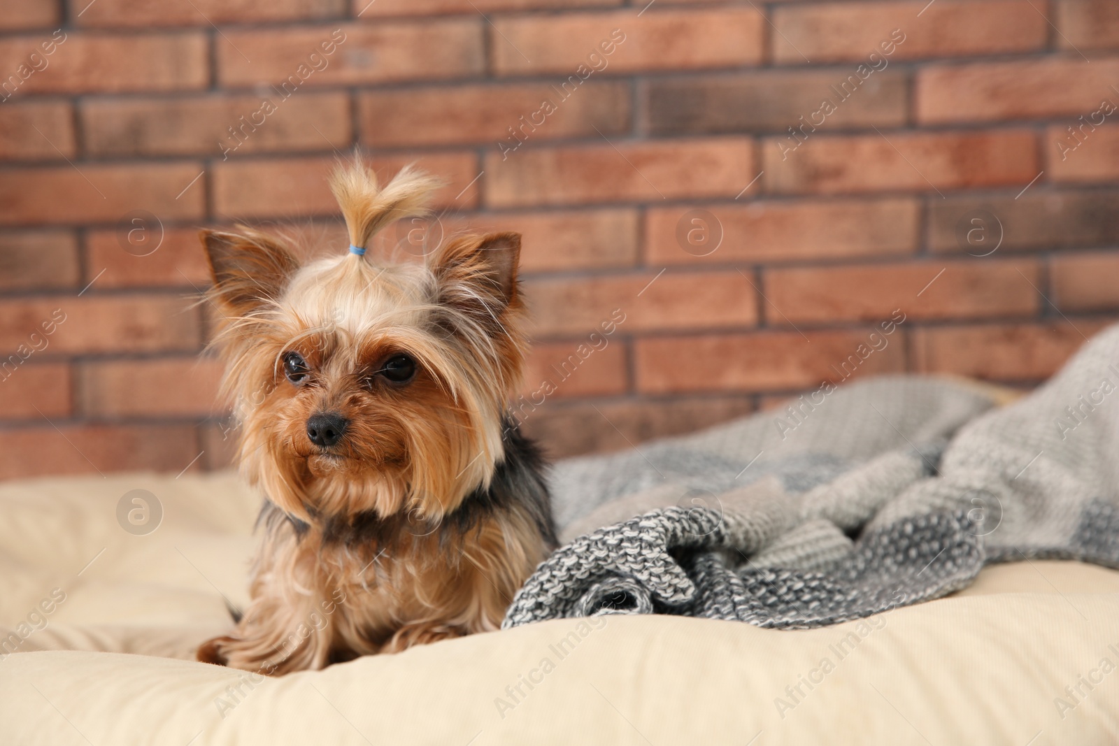 Photo of Yorkshire terrier on pet bed against brick wall, space for text. Happy dog