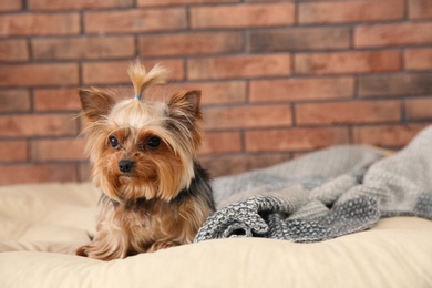 Photo of Yorkshire terrier on pet bed against brick wall, space for text. Happy dog