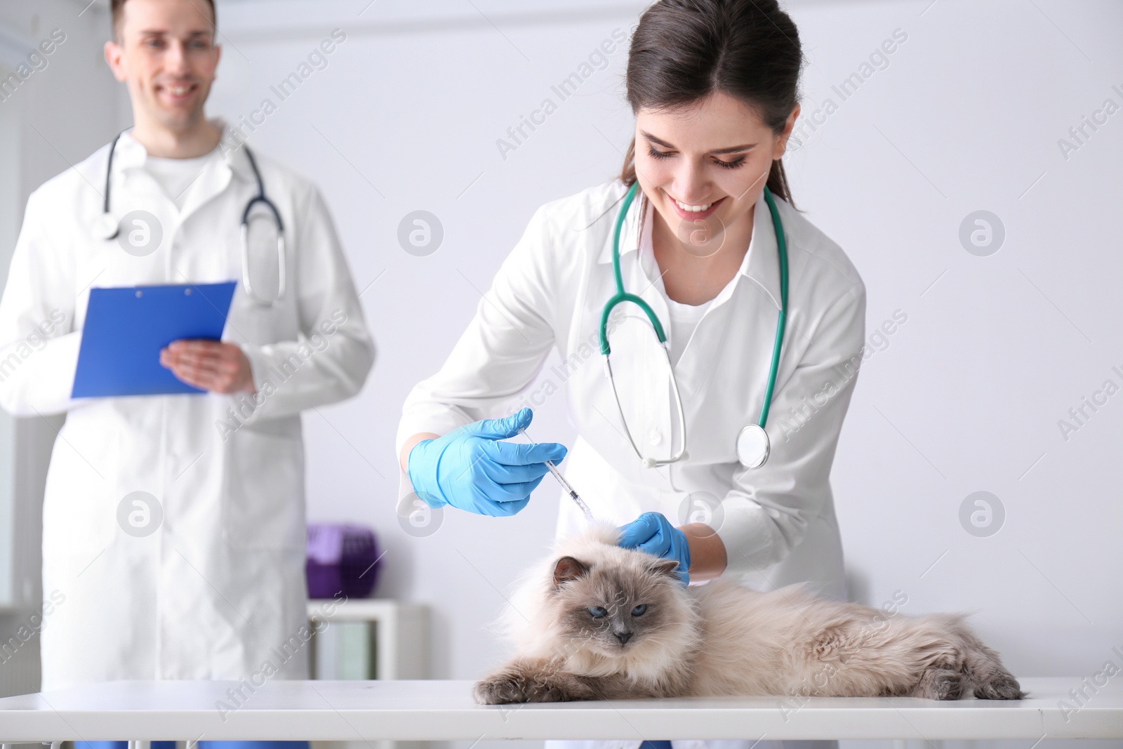 Photo of Young veterinarians giving injection to cat in clinic