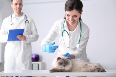 Young veterinarians giving injection to cat in clinic