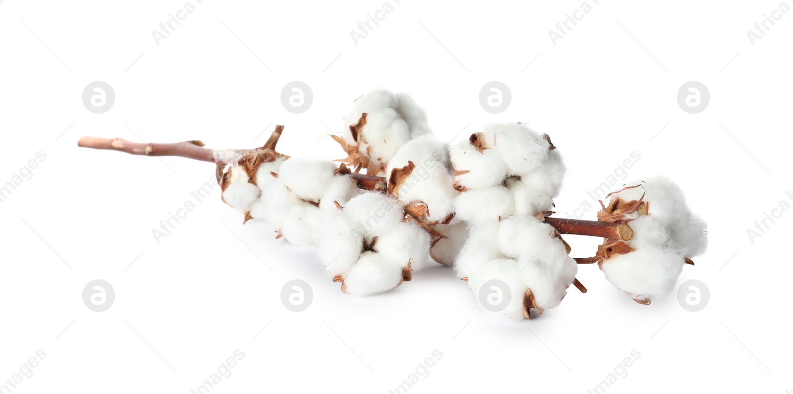 Photo of Dry cotton branch with fluffy flowers on white background