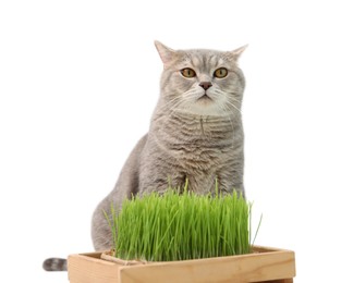 Photo of Cute cat and potted green grass isolated on white