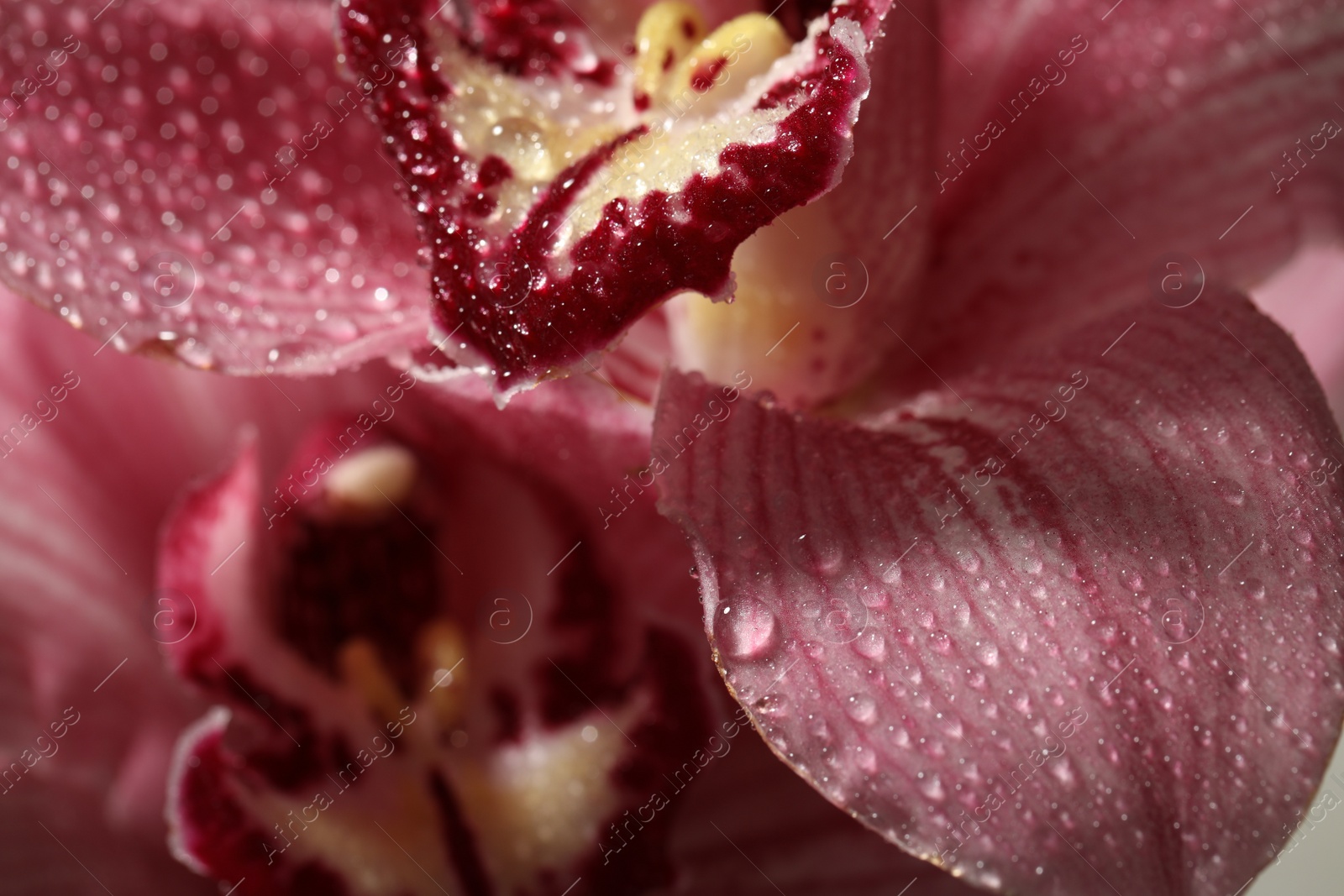 Photo of Closeup view of beautiful blooming flower with dew drops as background