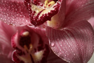 Closeup view of beautiful blooming flower with dew drops as background