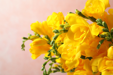 Photo of Beautiful blooming yellow freesias against pink background, closeup