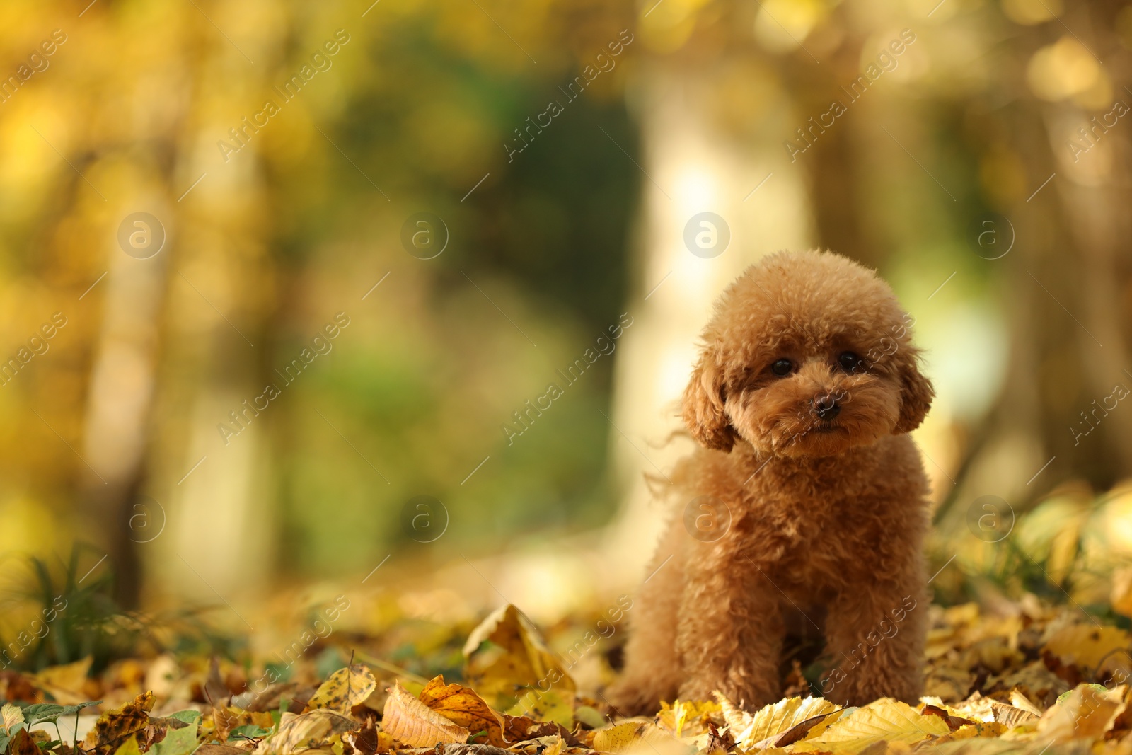 Photo of Cute Maltipoo dog in autumn park, space for text