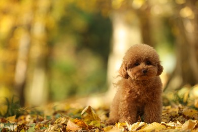 Cute Maltipoo dog in autumn park, space for text