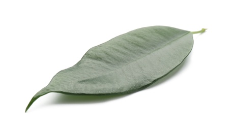 Fresh green ficus leaf on white background