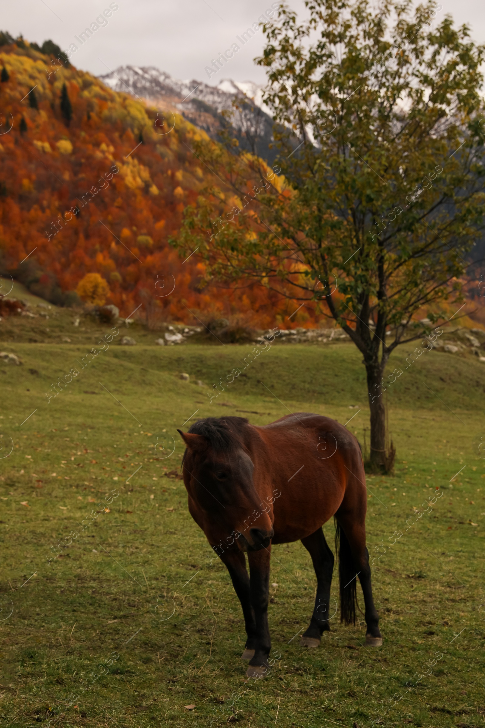 Photo of Brown horse in mountains on sunny day. Beautiful pet