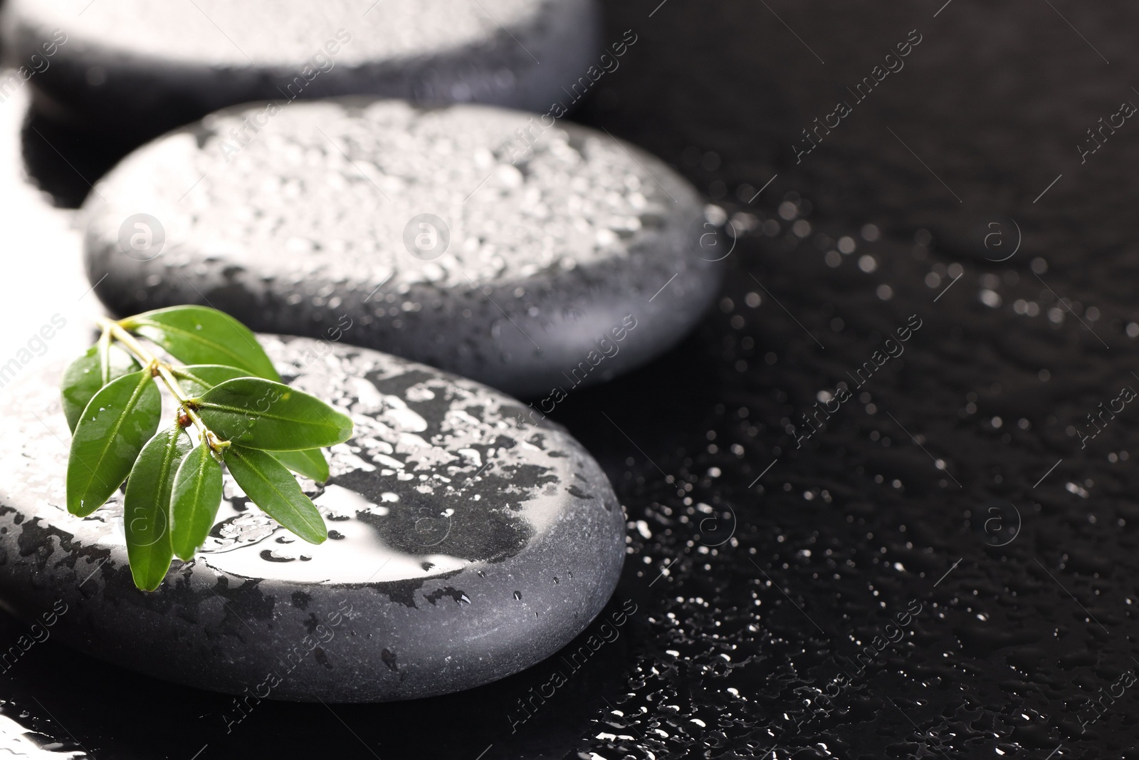 Photo of Wet spa stones and green branch in water on black background, closeup. Space for text