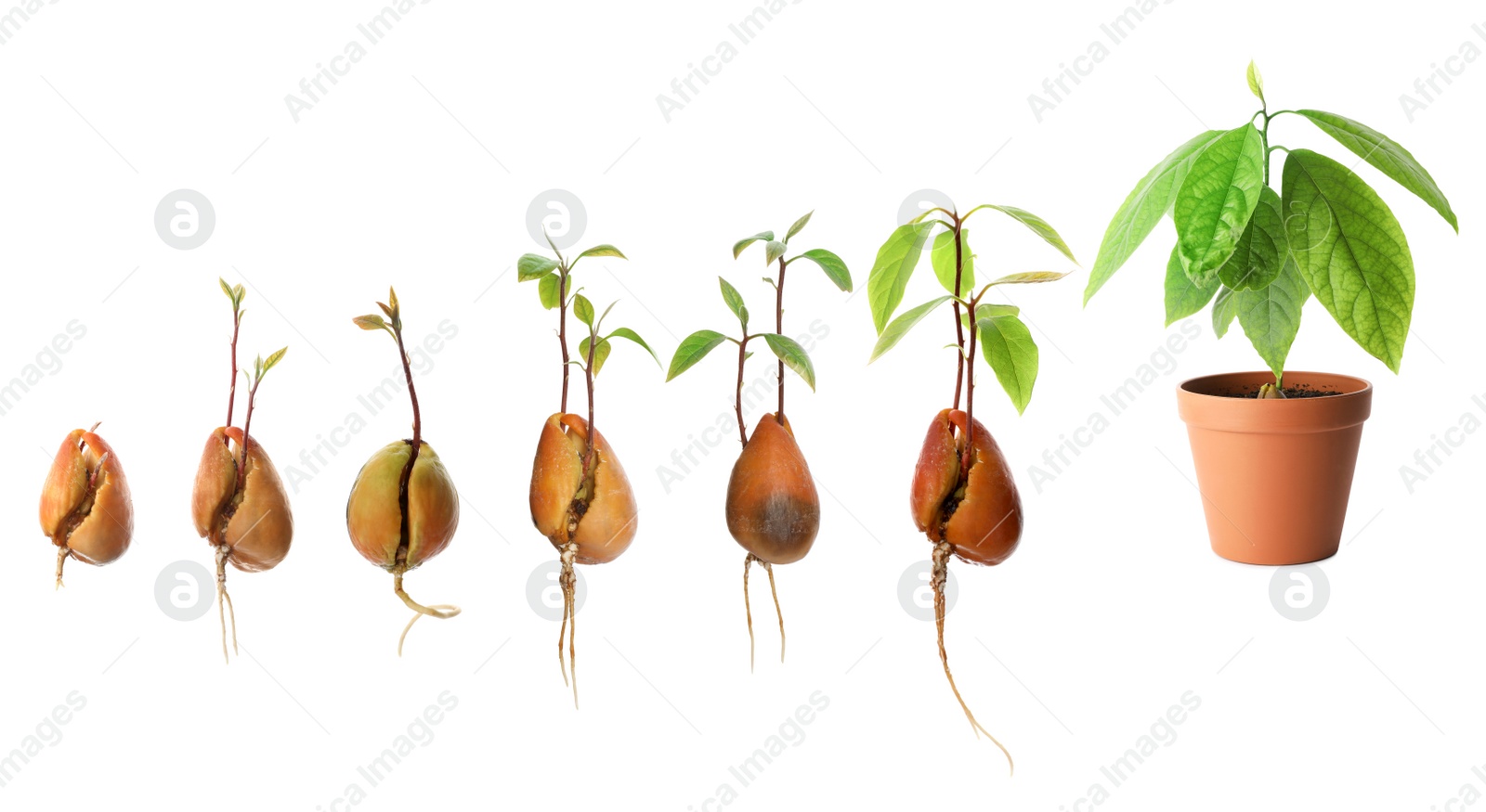 Image of Collage with process of avocado growing on white background, banner design 