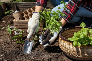 Photo of Woman planting seedlings into soil outdoors on sunny day, closeup