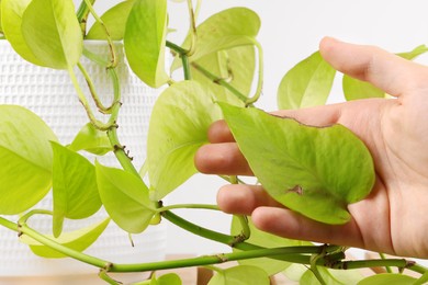 Man touching houseplant with damaged leaves indoors, closeup