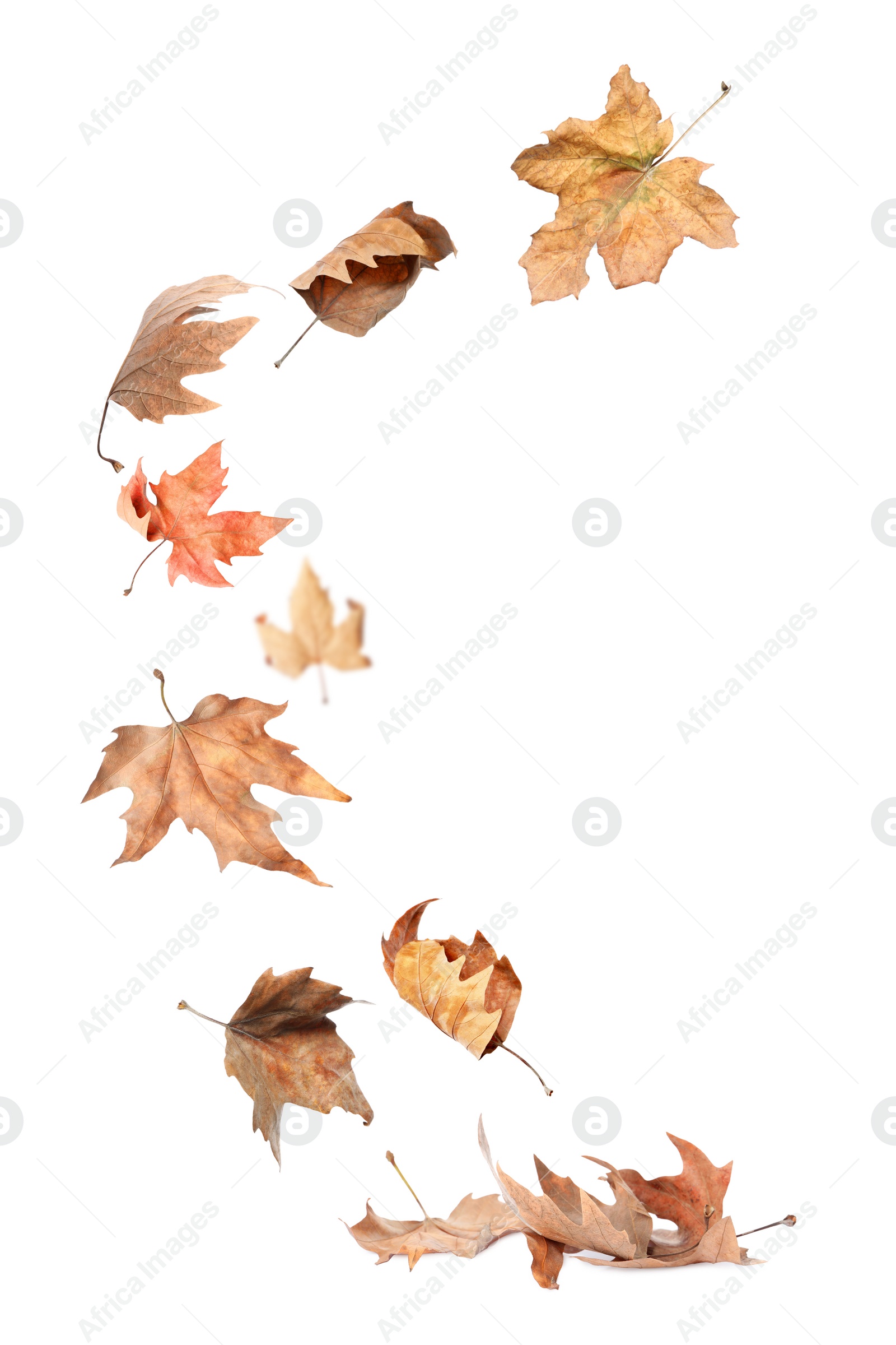 Image of Beautiful autumn leaves falling on white background