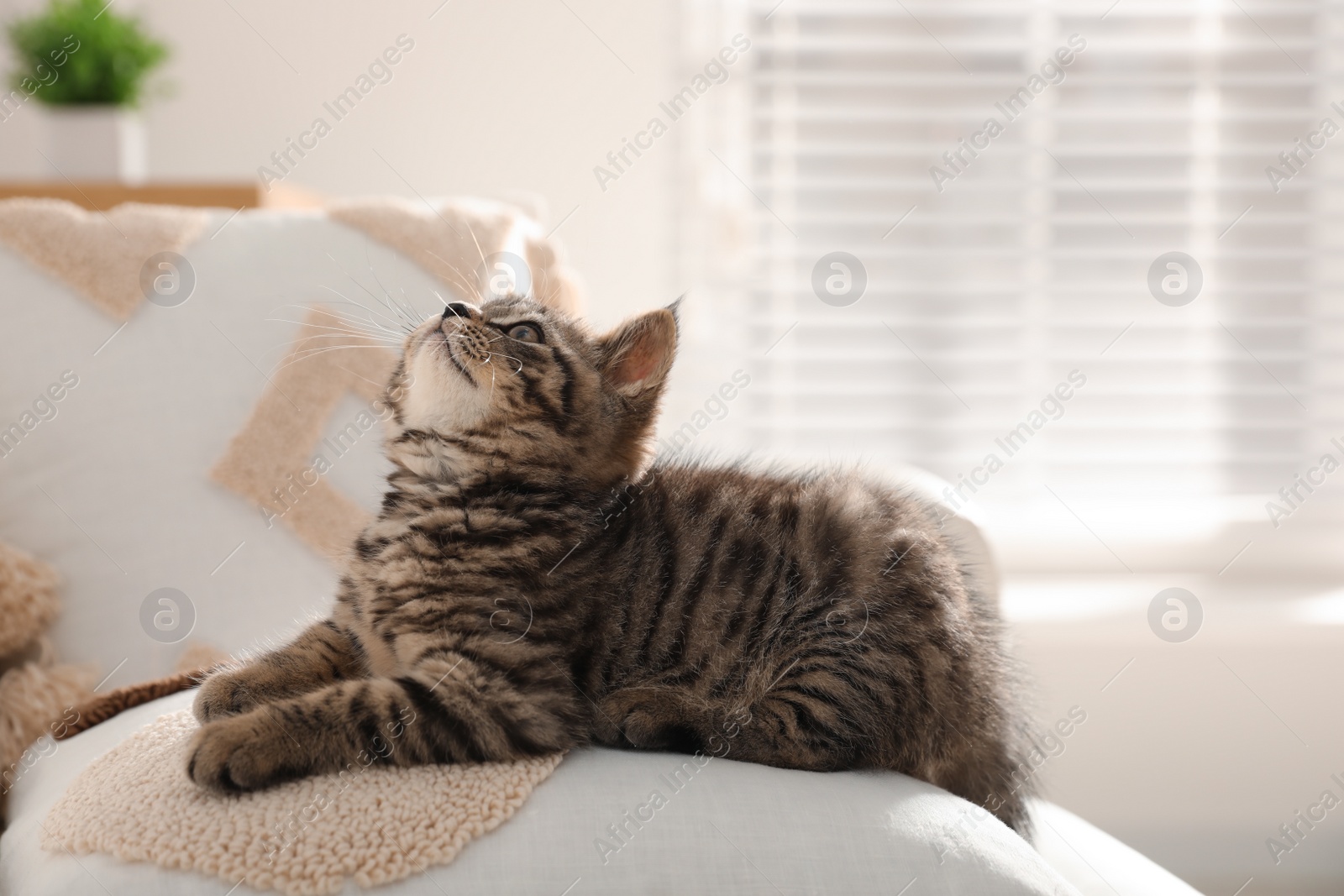 Photo of Cute tabby kitten on sofa indoors. Baby animal