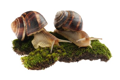 Photo of Common garden snails crawling on green moss against white background