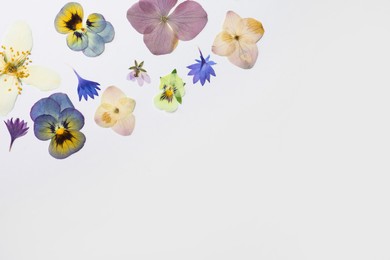 Wild dried meadow flowers on white background, top view