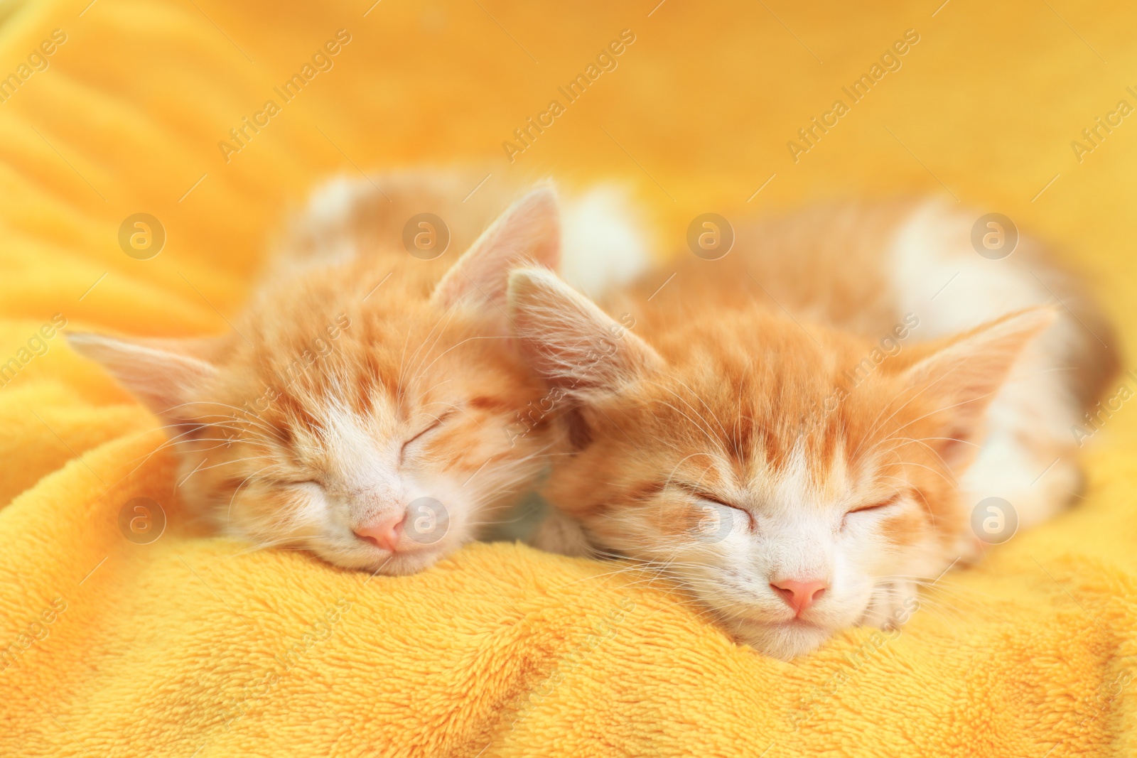 Photo of Cute little kittens sleeping on yellow blanket