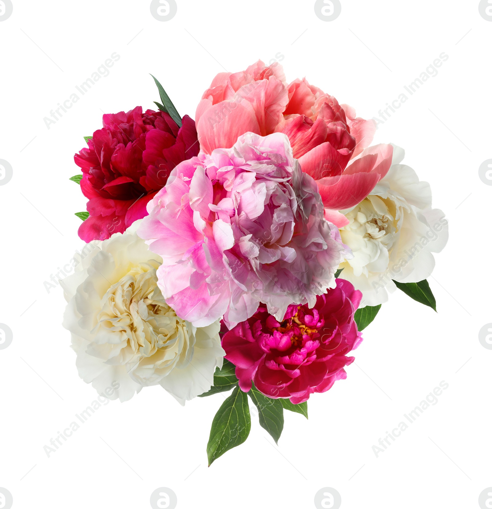 Image of Beautiful peony flower bouquet on white background