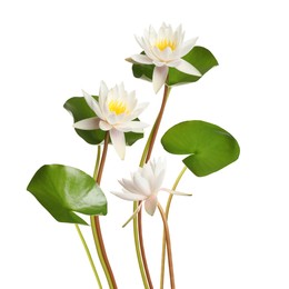 Image of Beautiful lotus flowers with long stems isolated on white