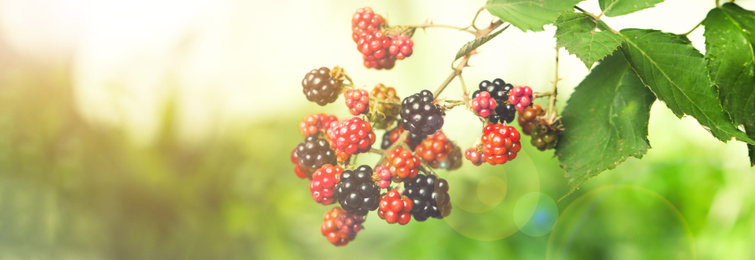 Branch with ripening blackberries on blurred background, closeup. Banner design