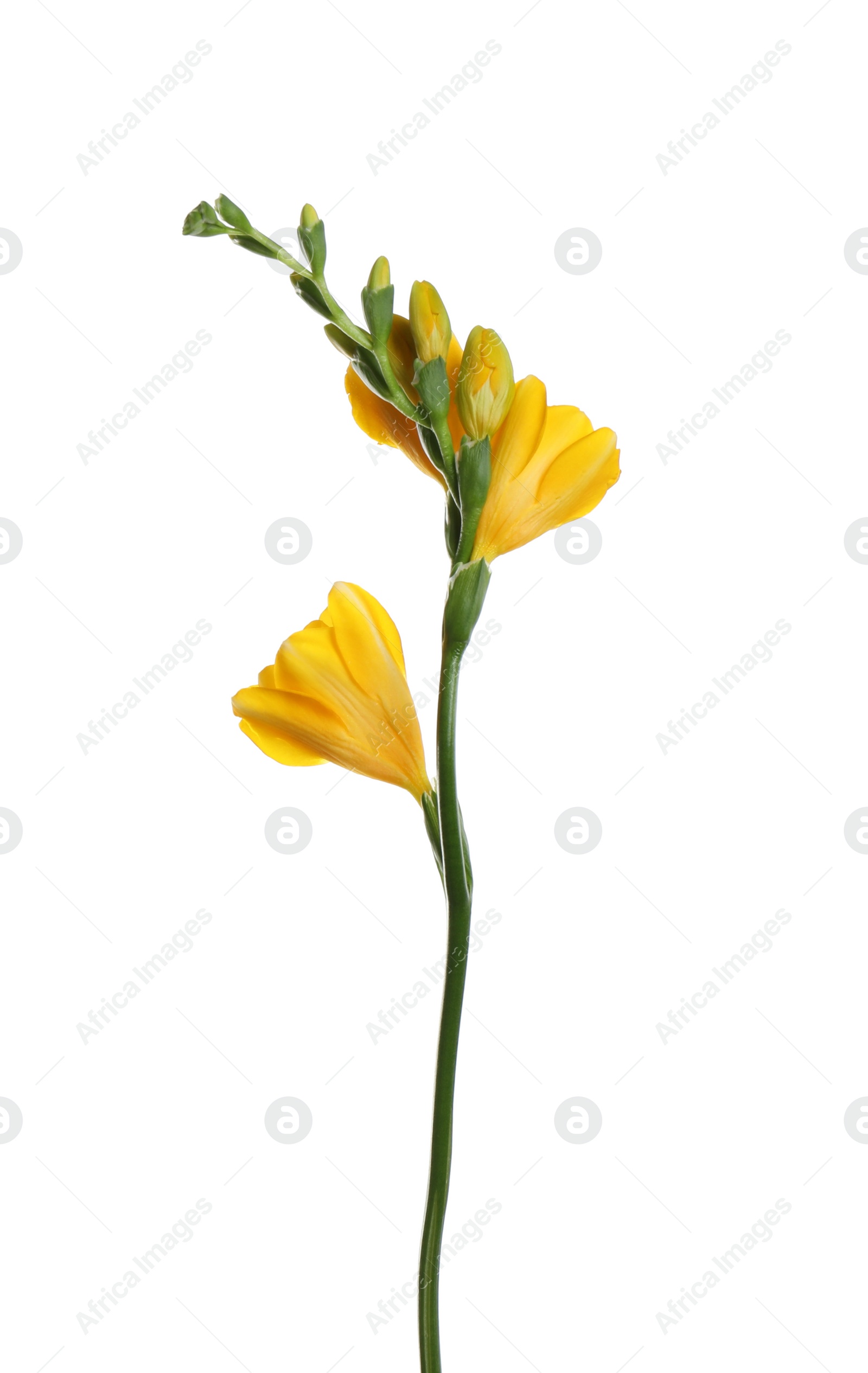 Photo of Beautiful yellow freesia flower isolated on white