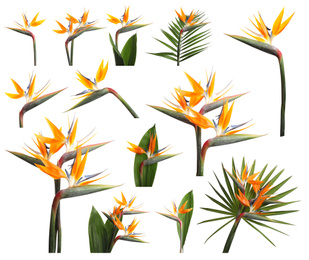 Set with beautiful Bird of Paradise tropical flowers on white background