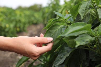 Photo of Woman picking bell pepper leaf in field, closeup. Agriculture industry