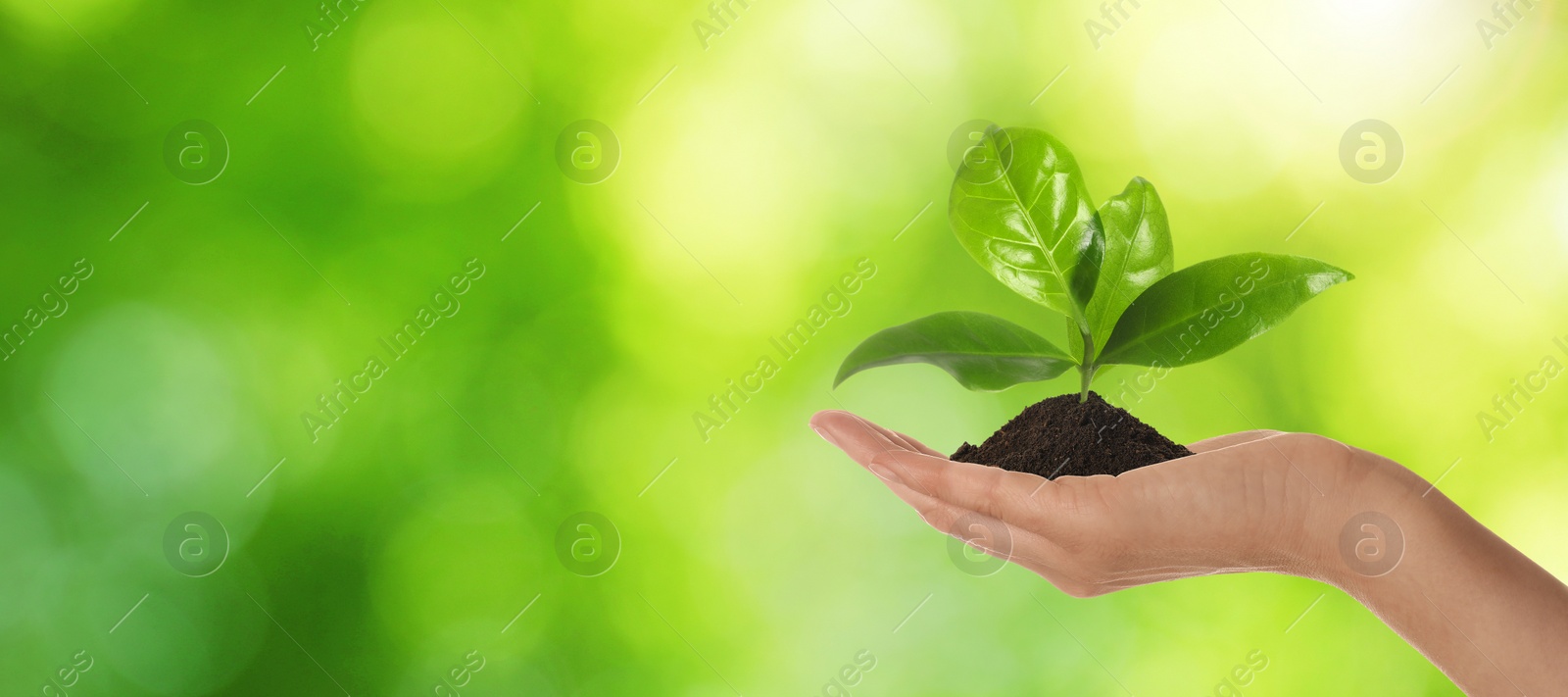 Image of Closeup view of woman holding small plant in soil on blurred background, banner design with space for text. Ecology protection