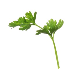 Photo of Fresh green organic parsley on white background