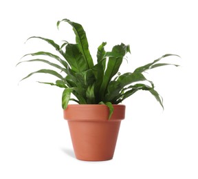 Image of Beautiful asplenium plant in terracotta pot isolated on white. House decor