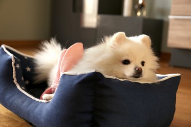 Photo of Cute fluffy Pomeranian dog in pet bed indoors