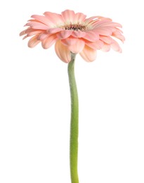 Photo of Beautiful pink gerbera flower isolated on white