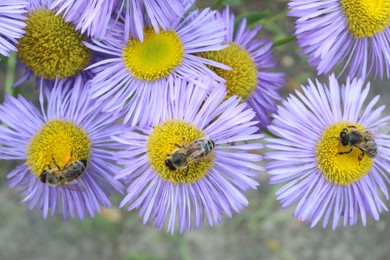Photo of Honeybees collecting nectar from beautiful flowers outdoors, closeup