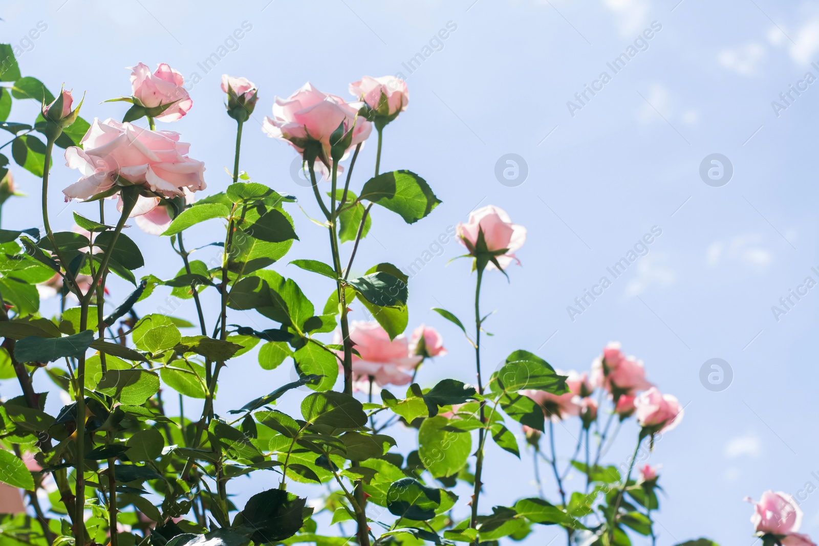 Photo of Bush with beautiful blooming roses against blue sky, space for text