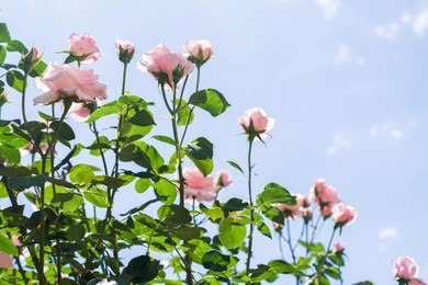 Photo of Bush with beautiful blooming roses against blue sky, space for text