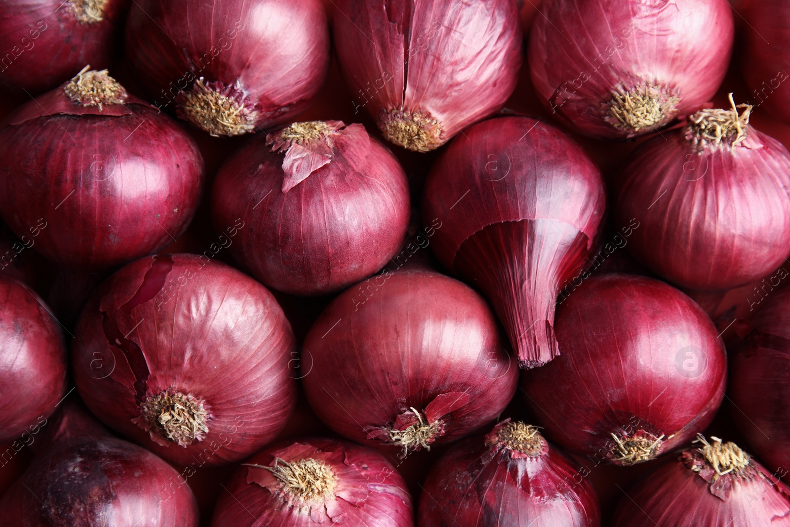 Photo of Ripe red onions as background