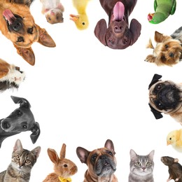 Image of Cute different animals on white background, collage