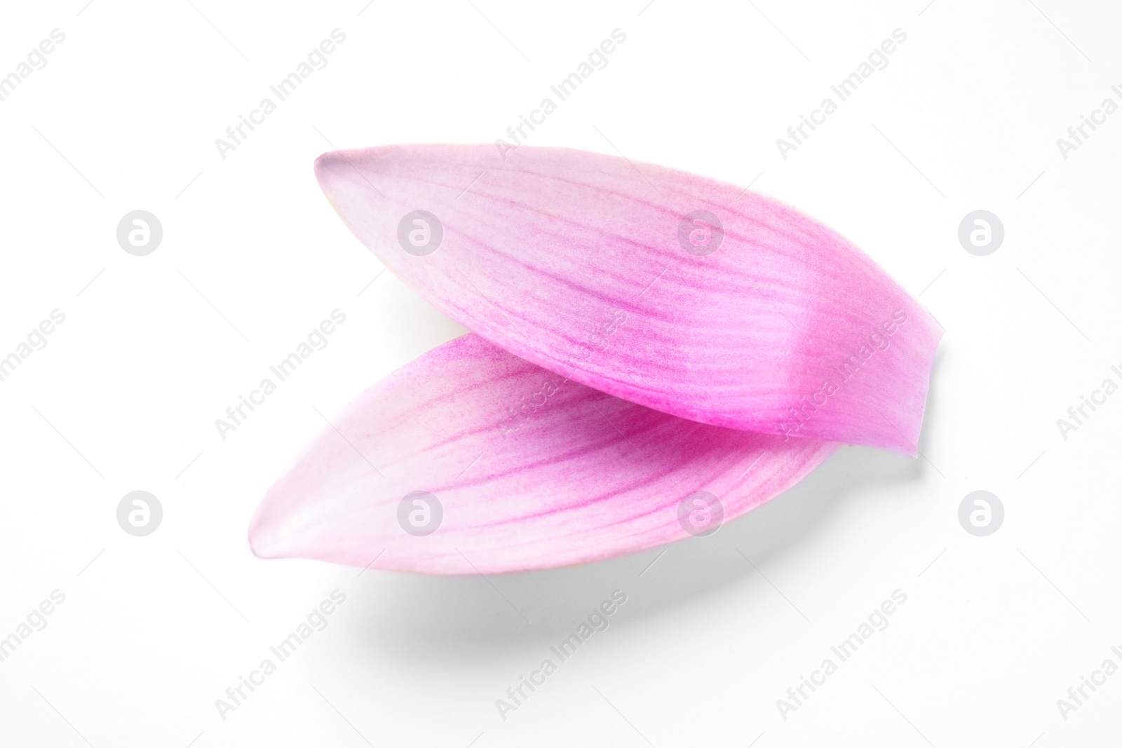 Photo of Beautiful pink lotus flower petals isolated on white