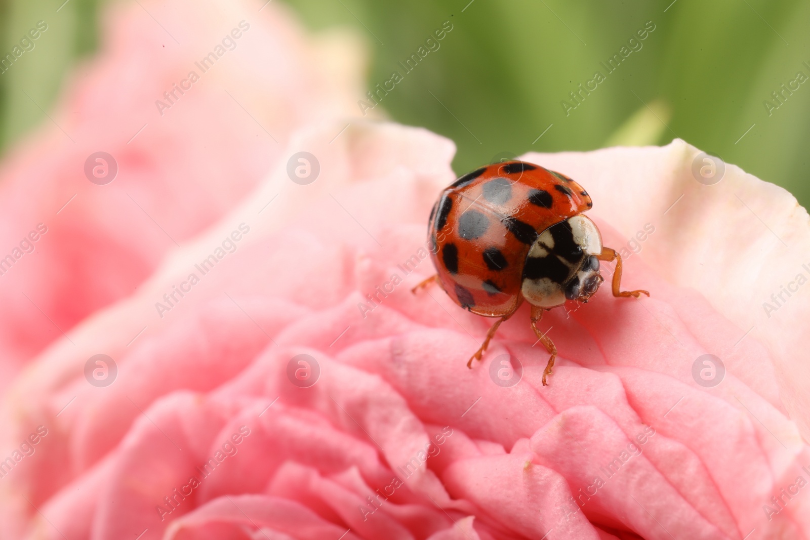 Photo of Ladybug on beautiful pink flower, macro view. Space for text