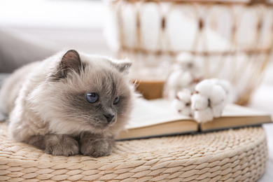 Photo of Birman cat on wicker pouf at home, space for text. Cute pet