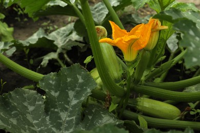 Photo of Blooming green plant with unripe zucchini growing in garden