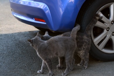Photo of Lonely stray cats outdoors on asphalt near blue car. Homeless pet