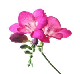 Photo of Beautiful freesia flower on white background