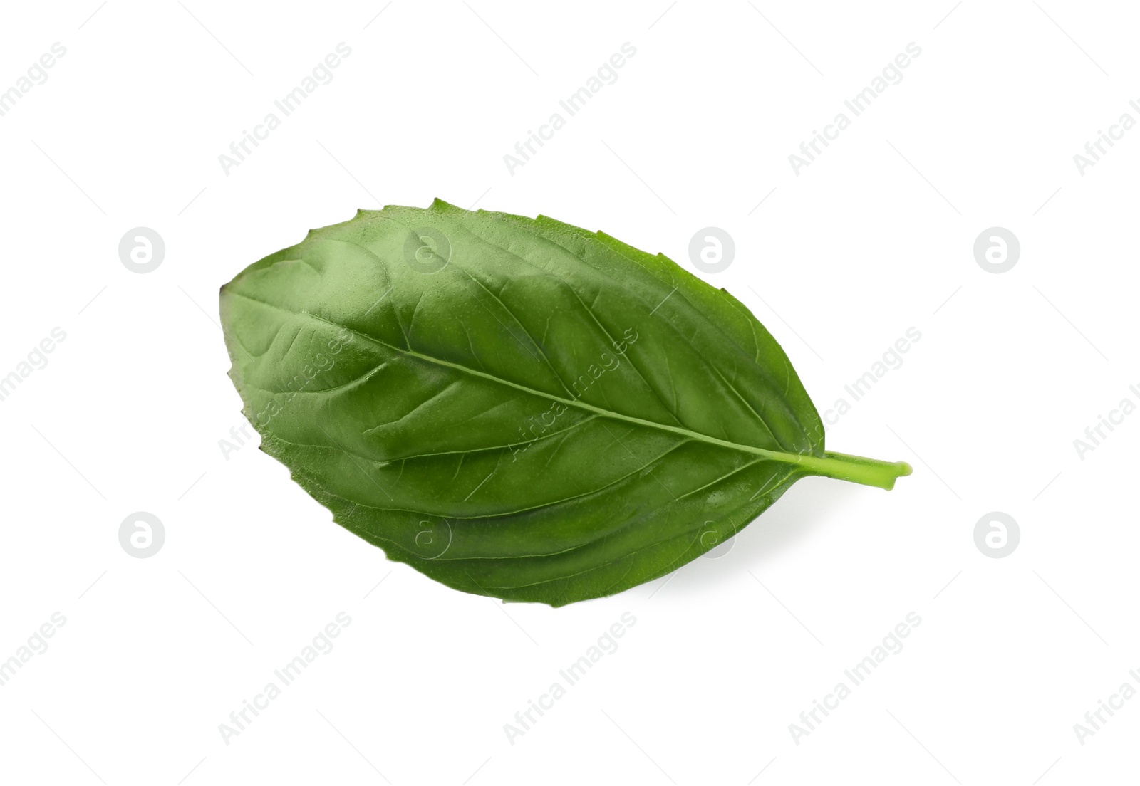 Fresh green basil leaf isolated on white Photo of Fresh green basil leaf isolated on white