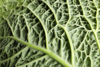 Photo of Green leaf of savoy cabbage as background, closeup